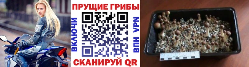 даркнет сайт  Буинск  Псилоцибиновые грибы мухоморы 
